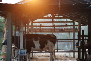 Klauenpflegemittel ohne pharmakologische Wirkung kann als zulassungspflichtiges Tierarzneimittel gelten