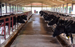 Klauenpflegemittel ohne pharmakologische Wirkung kann als zulassungspflichtiges Tierarzneimittel gelten