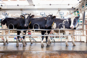 Anbindehaltung Rinder Auslaufpflicht